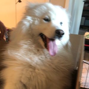 Meet your Posher, Sirius